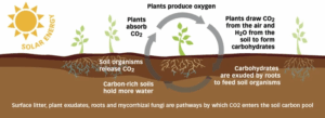 Schematic model of photosynthesis