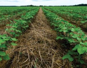 Regenerative farming offers a more integrated and sustainable approach to farming by focusing on soil restoration and long-term ecological balance, as a form of carbon capture